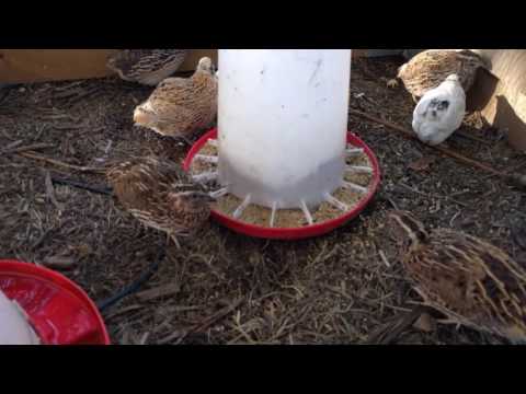 Видео: Содержание перепелов на улице круглый год