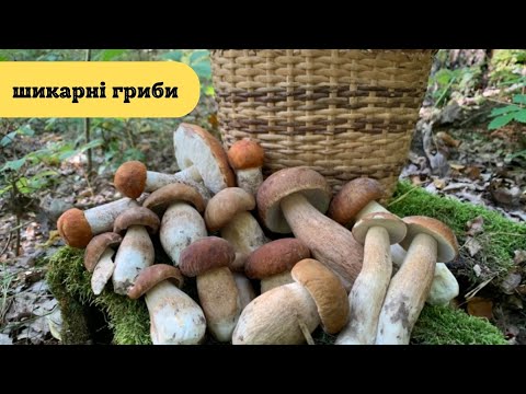 Видео: Білі Гриби та Червоноголовці🍄Збір грибів у вересні🌳