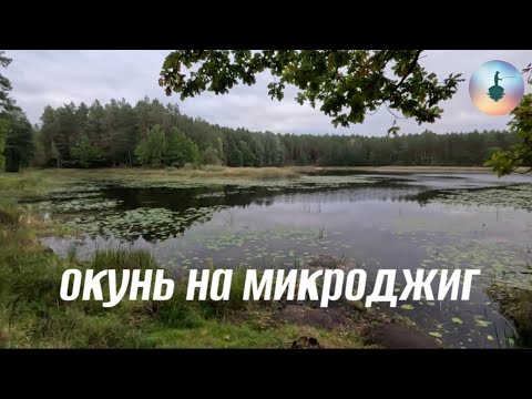 Видео: Конец сентября/окунь на микроджиг/рыбалка с лодки.