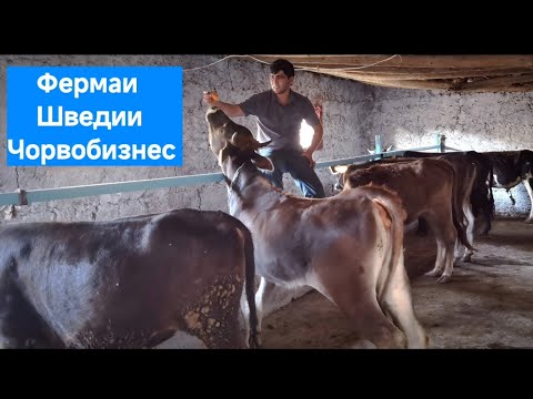 Видео: Фермаи Шведии "Чорвобизнес" дар н.Фархор