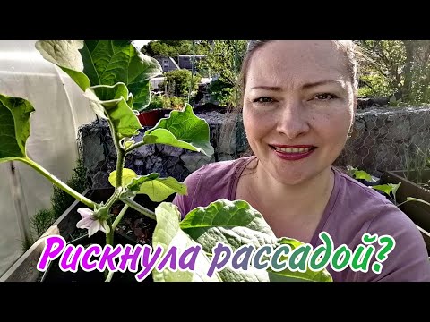 Видео: НЕ ЖДУ ТЕПЛА САЖАЮ БАКЛАЖАНЫ | ФОРМИРУЙТЕ ТАК И УРОЖАЙ БУДЕТ БОЛЬШОЙ И РАННИЙ