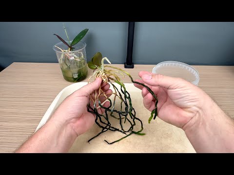 Видео: чистка корней у пней орхидей // пересадка орхидеи Сого Лоуренс