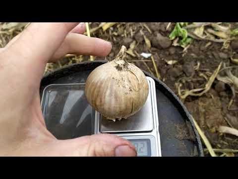 Видео: Рокамболь -  как садить  !