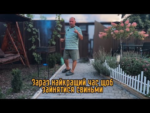 Видео: ✅Чому Саме Зараз Треба Зайнятися Свинарством🐽