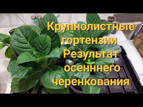 Видео: 🌸Гортензия крупнолистная в Квартире.Результат  осеннего черенкования🌸