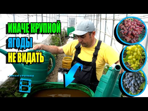 Видео: СУПЕР ПОДКОРМКА ВИНОГРАДА ДЛЯ УРОЖАЯ. ЛУЧШЕЕ УДОБРЕНИЕ ДЛЯ ВИНОГРАДА. СЕВЕРНЫЙ ВИНОГРАДНИК 23-20