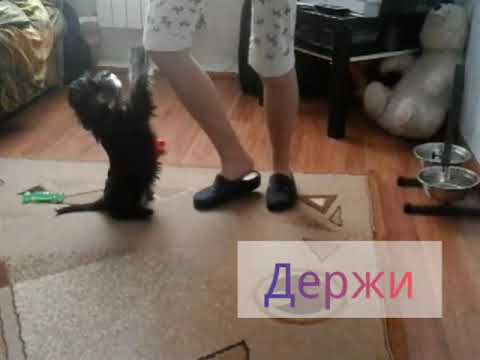 Видео: Дрессировка 2-х месячного щенка цвергшнауцера