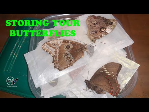 Видео: КАК СОХРАНЯТЬ И ХРАНИТЬ ОБРАЗЦЫ БАБОЧЕК И МОТЫЛЕЙ