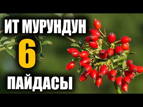 Видео: 6 ПРЕИМУЩЕСТВ СОБАЧЬЕГО НОСА / УДИВИТЕЛЬНО / ПОЛЕЗНЫЕ СОВЕТЫ