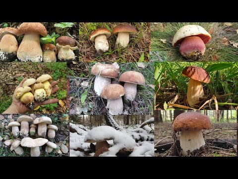 Видео: ВСЕ ВИДЫ БОРОВИКОВ 2019 ! БЕЛЫЕ ГРИБЫ  , БОРОВИКИ, САТАНИНСКИЙ ГРИБ ! ИТОГИ 2019 ГОДА ! Грибы 2019!