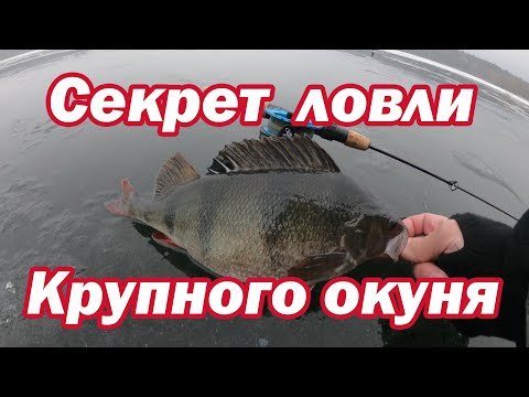 Видео: Секрет Ловли Крупного Окуня. СУПЕР РЫБАЛКА!!! Ловля окуня на балансир. Ловля окуня зимой