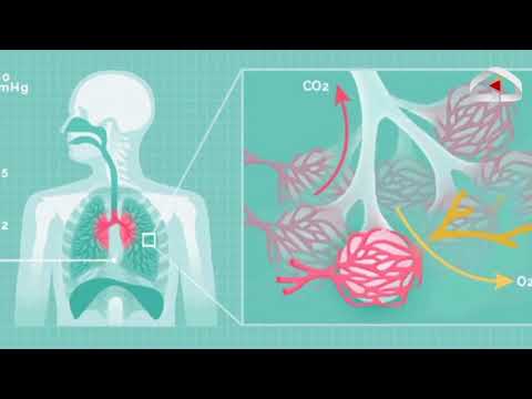 Видео: Өпкө ооруларын алдын алуу / Телеклиника