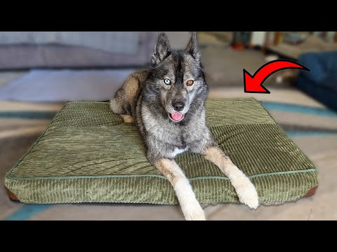 Видео: Понравится ли моим собакам лежать на этой вельветовой лежанке?