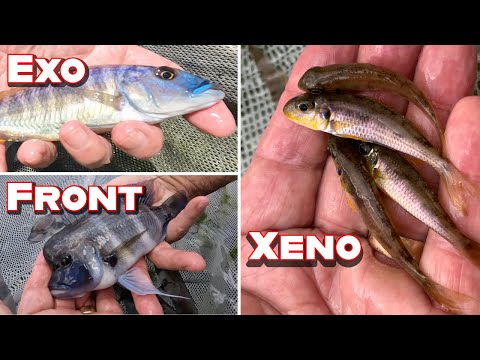 Видео: Super Trifecta — Frontosa, Exo и Xenotilapia Flavipinnis.