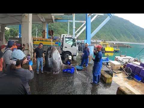 Видео: [Появление гигантского морского чудовища] «Поймать автобус Тоторо» в Рыболовной гавани? Взгляните...
