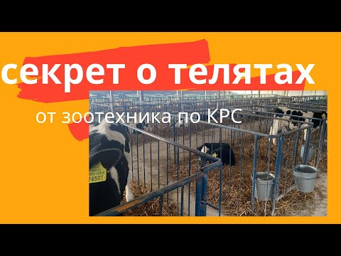 Видео: Секрет выращивания телят. Александр Гальцов