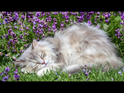 Видео: Лечебная музыка для кошек 🐾 Спокойная арфа и нежное мурлыканье для успокоения вашей кошки