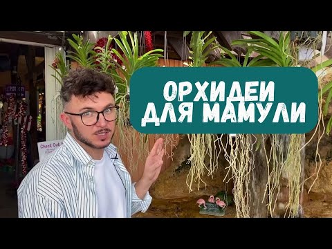 Видео: Обзор ОРХИДЕЙ и поиск идеального грунта