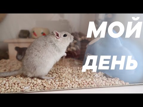 Видео: МОЙ ДЕНЬ С ПИТОМЦАМИ | КАК ПРОХОДИТ УТРО И ДЕНЬ С МОИМИ ЖИВОТНЫМИ | Aoi Inko