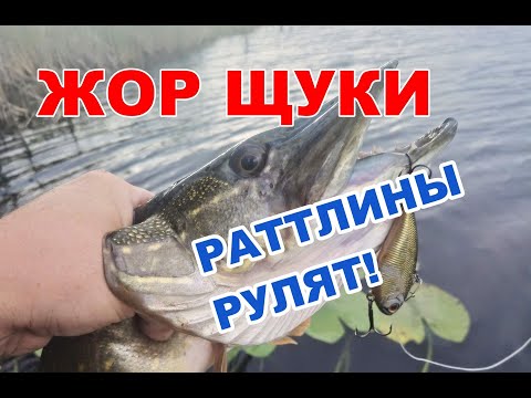 Видео: ЩУЧИЙ ЖОР! ЩУКА НА РАТТЛИНЫ В СЕНТЯБРЕ