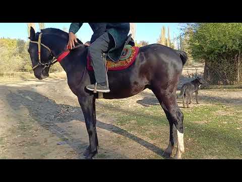 Видео: Срочно аспи фуруши