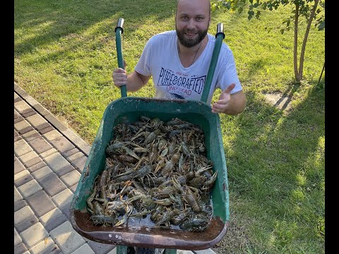 Видео: РАКИ КАК приготовить сварить почистить, рецепт проверенный временем! LOBSTER #Раки # LOBSTER