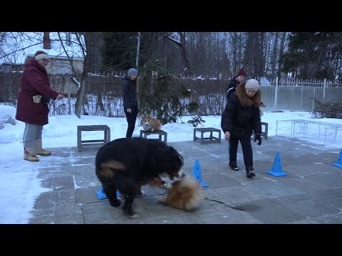 Видео: Когда собаки дерутся, что делать? Выпуск 15.