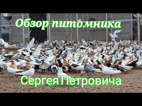 Видео: Питомник голубей Сергея Петровича Sergey Petrovich's pigeon nursery