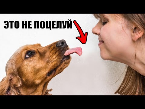 Видео: Отвратительная причина, почему Собаки ЛИЖУТ ВАС!