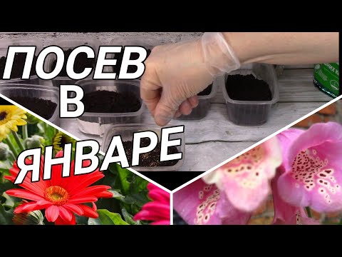 Видео: КАКИЕ ЦВЕТЫ НУЖНО СЕЯТЬ В ЯНВАРЕ