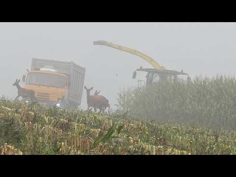 Видео: Олени в Кукурузе, Мокрый Силос в Грязи и Тумане с John Deere 8100i и 5x Tatra 815 Agro