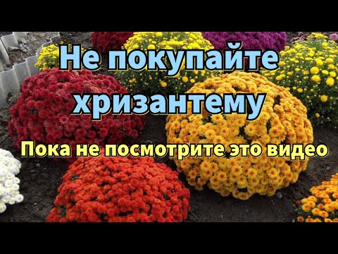 Видео: Почему не удается СОХРАНИТЬ ХРИЗАНТЕМУ после зимы. Что важно знать ПРИ ПОКУПКЕ ХРИЗАНТЕМЫ