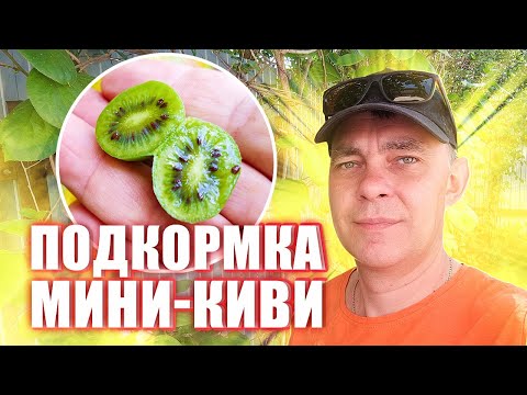 Видео: АКТИНИДИЯ БУДЕТ УСЫПАНА КРУПНОЙ ЯГОДОЙ ПОСЛЕ ТАКОЙ ПОДКОРМКИ ВО ВРЕМЯ ЦВЕТЕНИЯ