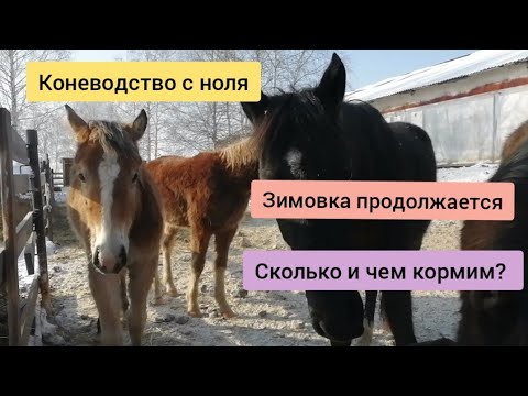 Видео: Коневодство с ноля. Зимовка продолжается. Чем и как кормим.