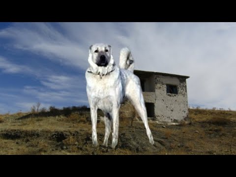 Видео: ЛЕГЕНДАРНЫЕ СОБАКИ-КАНГАЛЫ И ОДИНОКАЯ ОВЧАРКА В ЗАБРОШЕННОЙ ДЕРЕВНЕ-ПРИЗРАКЕ