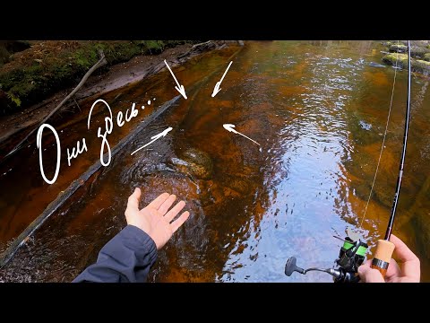 Видео: Здоровенные Кумжи прямо под ногами! Tailwalk Troutia feerique и закрытие форелевого сезона 2025