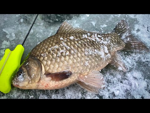Видео: Первый ЛЁД!!! КАРАСЬ И ОКУНЬ!!!