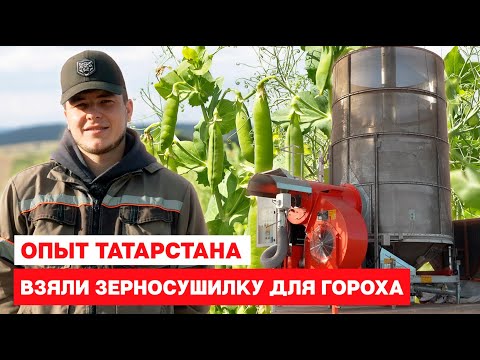 Видео: Взяли зерносушилку для гороха  Опыт фермеров Татарстана