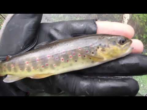 Видео: #212 Мормышинг | Ручьевая форель | Шикарный клев | Часть 2 |