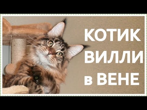 Видео: Котик Вилли в Вене