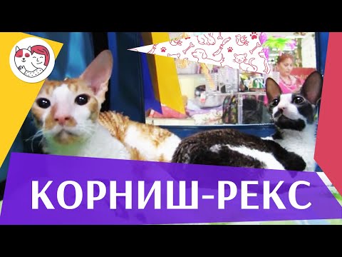 Видео: Корниш рекс на  ilikepet