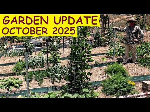 Видео: Садоводство процветает, несмотря на аномальную жару и град; обновление данных о грядках за октябр...