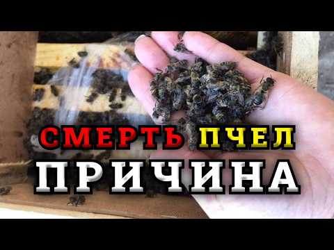 Видео: Причина гибели пчелосемей
