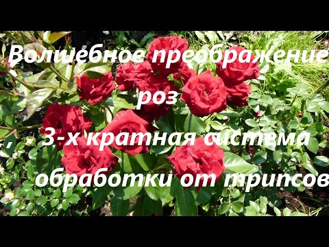 Видео: Волшебное преображение роз, 3х кратная система обработки от трипсов.