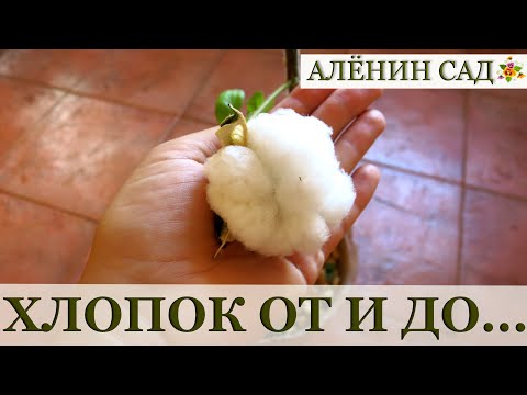 Видео: ХЛОПОК на подоконнике / От семян до коробочек / Огород в контейнерах