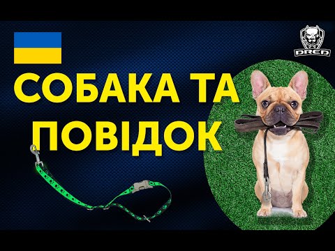 Видео: 🇺🇦Собака тягне повідок | Як це виправити | Поради та приклади