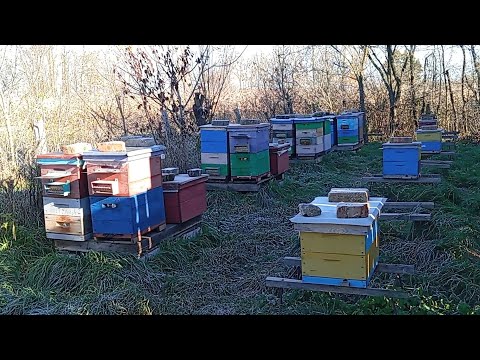 Видео: 05.11.24 Бджоли розпочали зимівлю