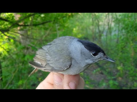 Видео: Ловля черноголовок