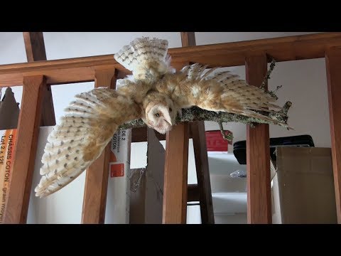 Видео: Посадка сипухи в полёте — таксидермия