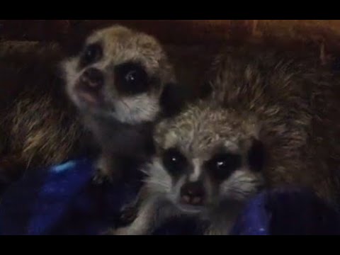 Видео: Безотцовщина... Сурикаты-сиротки... Переезд к суровым воспитателям.